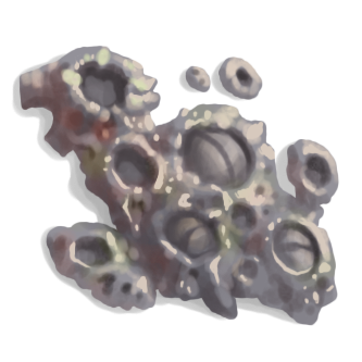 Barnacle