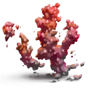 Damaged Coral Fragment