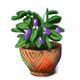Pungent Purple Pepper Plant