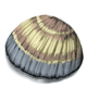 Seashell