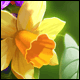 Slumbering Flower Trap Skin