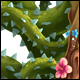 Veiled Vine Trap